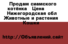 Продам сиамского котёнка › Цена ­ 500 - Нижегородская обл. Животные и растения » Кошки   